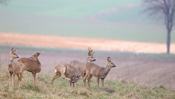 Rehe stehen auf einer Anhöhe vor einem Feld. © NDR Foto: Gunther Stein