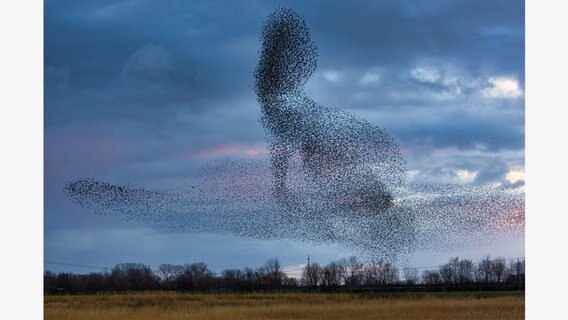 Ein Schwarm Stare flieg in einer Formation über einem Feld in der Nähe von Neustadtgödens. © NDR Foto: Andreas Klesse