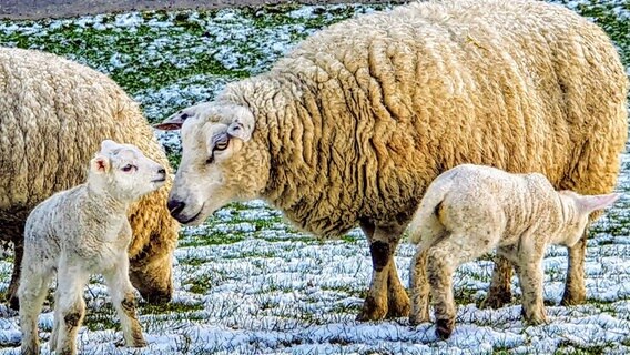 Schafe und Lämmer auf einer verschneiten Wiese. © NDR Foto: Marion Holtz