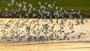 Säbelschnäbler fliegen über den Salzwiesen in Nessmersiel. © NDR Foto: Dr. Mark Tomalla