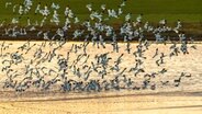 Säbelschnäbler fliegen über den Salzwiesen in Nessmersiel. © NDR Foto: Dr. Mark Tomalla