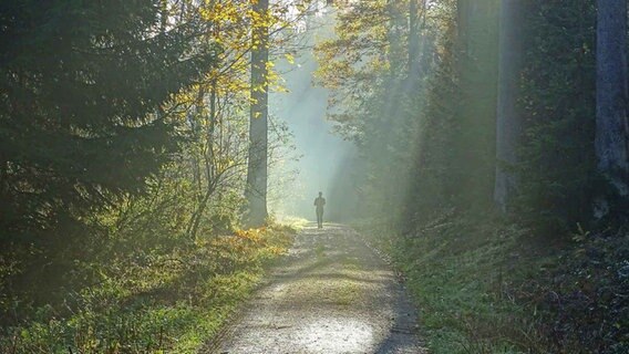 Eine Joggerin läuft über einen von Bäumen gesäumten Waldweg, auf den Sonnenlicht durch morgendlichen Nebel scheint. © NDR Foto: Hermann Heidnescher