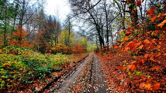 Am Rande eines matschigen Waldweges, mit frischen Reifenspuren, der geradeaus aus einem Wald mit Laubbäumen führt, stehen Bäume mit rotem und gelbem Herbstlaub. © NDR Foto: Jutta Fricke