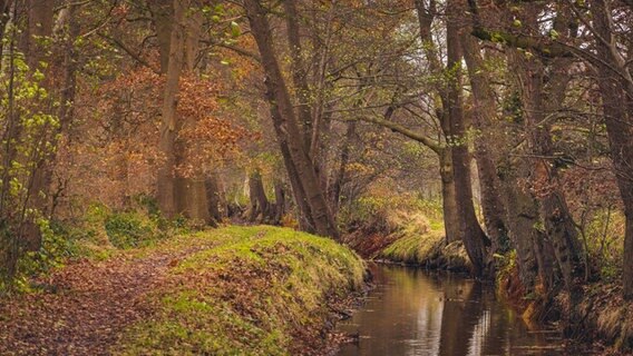 Blick auf einen Waldweg in herbstlichen Farben. © NDR Foto: Kerstin Glacer