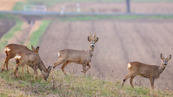 Rehe äsen auf einem Feld. © NDR Foto: Gunther Stein