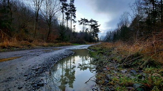 Blick auf einen matschigen Waldweg. © NDR Foto: Jutta Fricke