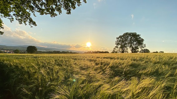 Sonnenuntergang an einem Feld bei Lauenau. © NDR Foto: Nicole Middelmann