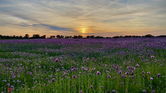 Die Sonne geht hinter einer Blumenwiese unter. © NDR Foto: Petra Grossmann