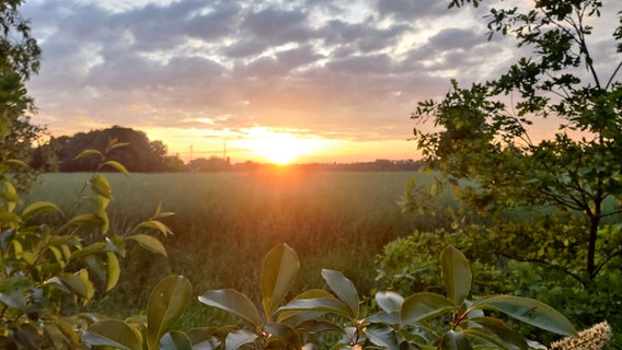 Die Sonne geht hinter einem Feld auf. © NDR Foto: Johannes Lüdeke