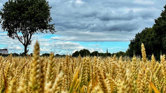 Ein Weizenfeld bei Nienburg. © NDR Foto: Tanja Scheer