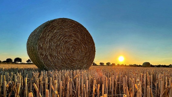 Die Sonne geht hinter einem Feld auf. © NDR Foto: Petra Quade