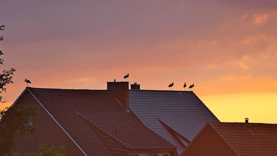 Störche sitzen auf einem Dach. © NDR Foto: Hermann Heidenesher