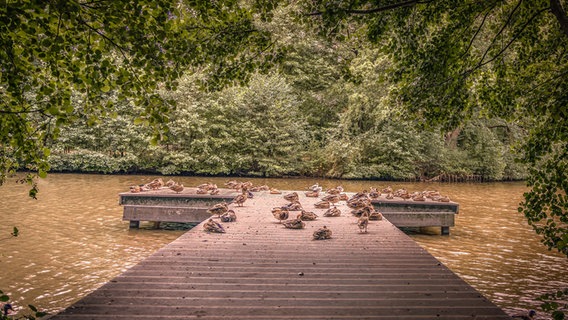 Ententreff am Steg vom Oldenburger Flötenteich. © NDR Foto: Bodo Ebert