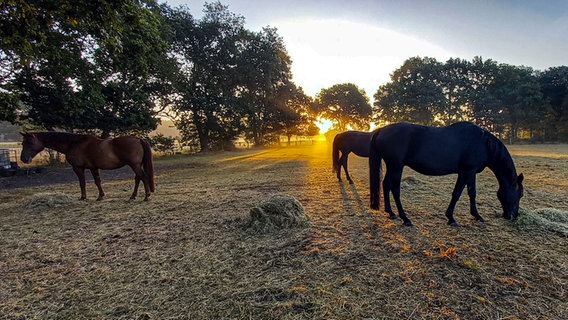 Pferdefütterung bei Sonnenaufgang. © NDR Foto: Anke Dubbels