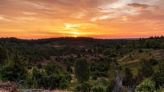 Morgenhimmel am Totengrund in der Lüneburger Heide. © NDR Foto: Dennis Karjetta