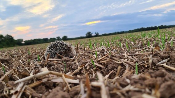 Ein Igel auf dem Weserradweg. © NDR Foto: Angela Domko