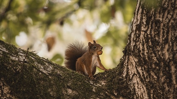 Ein Eichhörnchen sitz in einem Baum. © NDR Foto: Lilli Brehmer