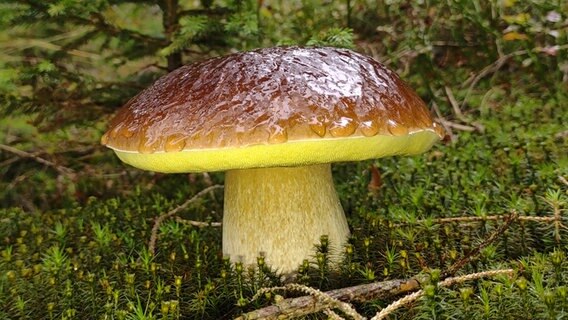 Ein Steinpilz wächst auf dem Waldboden. © NDR Foto: Guido Hehmann