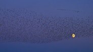 Stare und Wildgände fliegen am Abendhimmel vor dem Mond. © NDR Foto: Wolfram Guder