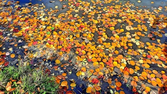 Auf einem Teich schwimmen herbstlich gefärbte Blätter. © NDR Foto: Jutta Fricke