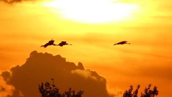 Kraniche fliegen vor abendlich sonnigem Himmel mit Wolken. © NDR Foto: Lisa Fritsche