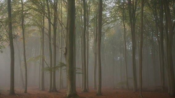 Impression aus dem Lüscher Wald. © NDR Foto: Sandra Bittner-Hellbernd