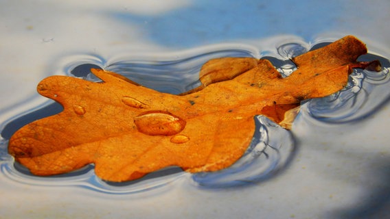 Ein Blatt schwimmt in eine Pfütze. © NDR Foto: Elke Strauch
