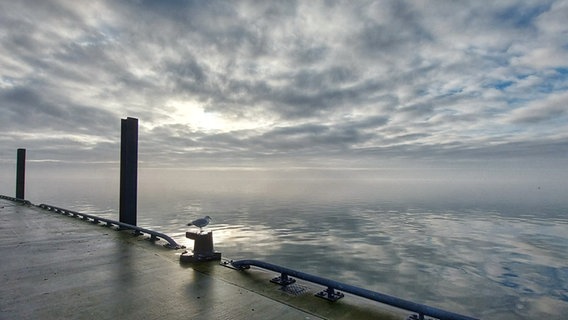 Das Bild zeigt eine Möwe, die das Meer in Wilhelmshaven begutachtet. © NDR Foto: Karin Rantzen