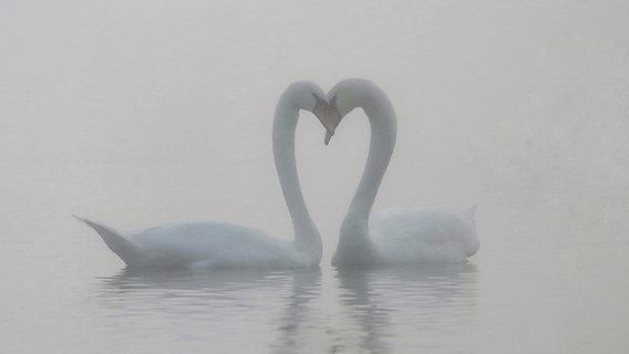 Ein Schwanenpaar passend zum Valentinstag heute morgen am Seeburger See bei Seeburg © NDR Foto: Christian Würzbach