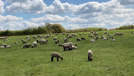 Schafe stehen auf dem Kronsberg in Hannover. © NDR Foto: Wolfgang Wilhelm Friederich Sosnowski