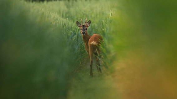 Ein Rehbock im Kornfeld. © NDR Foto: Sandra Bittner-Hellbernd