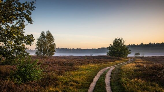 Sonnenaufgang am Pestruper Gräberfeld bei Wildeshausen © NDR Foto: Andrea Schnieder