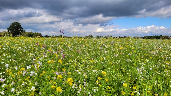 Wolken über einer Blumenwise in Gifhorn © NDR Foto: Inge Baube