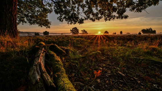 Sonnenaufgang über dem nebeligen Radenbachtal bei Undeloh in der Lüneburger Heide. © NDR Foto: Dennis Karjetta