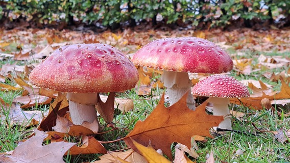 Pilze auf einer mit Herbstlaub bedeckten Wiese in Börger © NDR Foto: Tanja Grotr