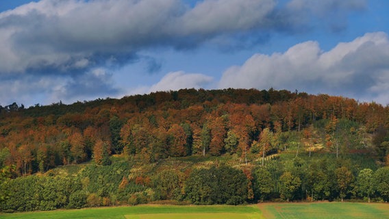Ein Waldhügel bei Bodenwerder mit herbstlich verfärbten Bäumen im Weserbergland. © NDR Foto: Annette Mokross
