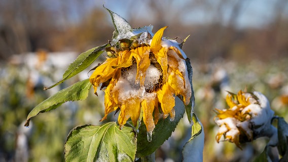 Ein Feld mit schneebedeckten Sonnenblumen zwischen Ihme-Roloven und Devese © NDR Foto: Detlef Jürges