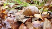 Eine Schnecke im Laub in Volkse © NDR Foto: Astrid Hoven