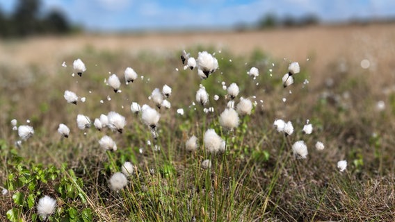 Wollgras wächst in einer Moorlandschaft. © NDR Foto: Martina Spilker