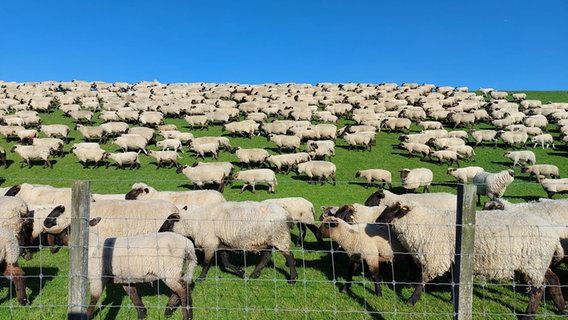 Schafe stehen auf einem Deich in Westermarsch. © NDR Foto: Dorothee Ahlheim