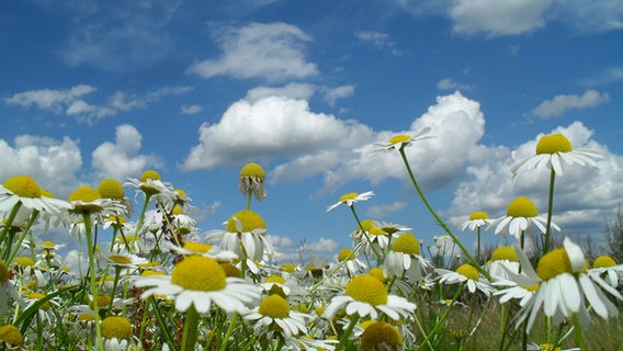 Blumen blühen auf einer Wiese bei Werlte. © NDR Foto: Karlheinz Fischer