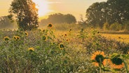 Sonnenblumen stehen auf einem Feld bei Marklohe. © NDR Foto: Tanja Scheer