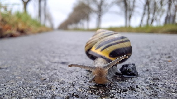 Eine Schnecke sitzt auf einem Weg bei Dinklage. © NDR Foto: Sandra Bittner-Hellbernd