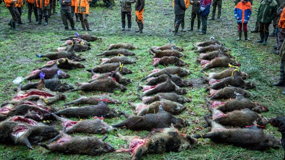 Jäger stehen um tote Wildschweine. © dpa Foto: Jens Büttner