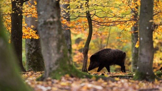 Ein Wildschwein läuft in einem Wildschweingehege durch den Wald. © dpa Foto: Lino Mirgeler