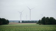 Mehrere Windkraftanlagen stehen hintereinander verteilt auf Feldern. © NDR Foto: Julius Matuschik