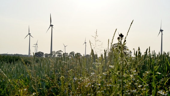 Auf einer Wiese stehen Windräder. © NDR Foto: Susanne Schäfer
