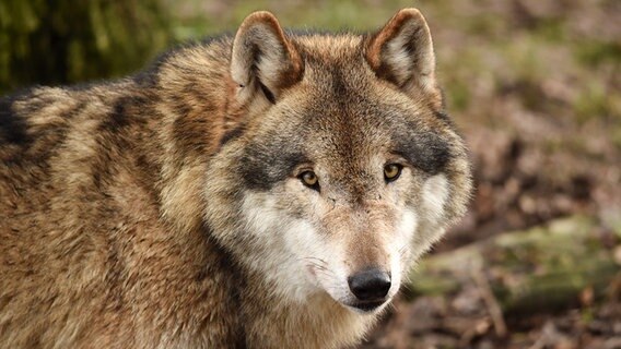 Ein Wolf blickt in die Kamera. © picture alliance/chromorange Foto: CHROMORANGE / Dieter Möbus