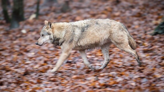 Ein Wolf auf dicht belaubtem Boden. © dpa-Bildfunk Foto: Lino Mirgeler