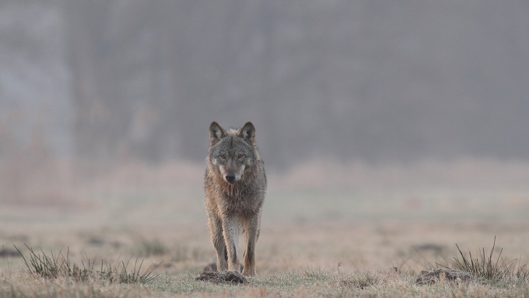 Neue Wolfsrudel in MV: Population steigt leicht an